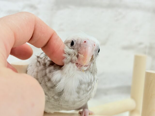 【最新画像更新🪄もうすぐひとり餌☆】ぱやぱや♡ハゲタカみたい🐣🫧オカメインコ(WFパールパイド) ヒナ オカメインコ