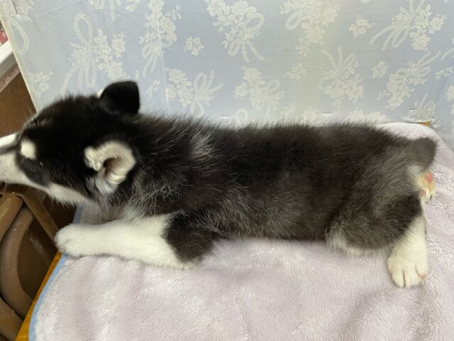 シベリアンハスキー