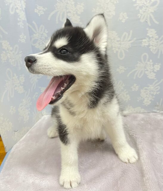 シベリアンハスキー