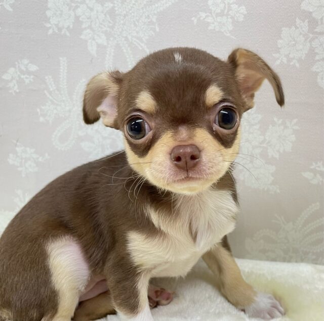 ち〜ちゃんスマイル🥰スムースチワワ(チョコレートタン＆ホワイト)🍫🍼女の子❤️2026年1月7日生まれ