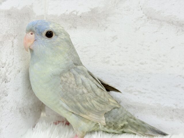 サザナミインコ