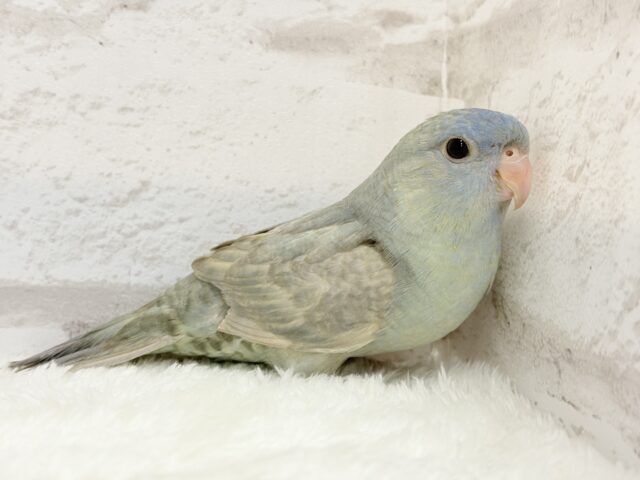 サザナミインコ