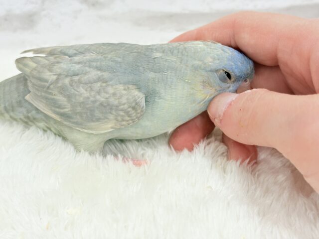 サザナミインコ
