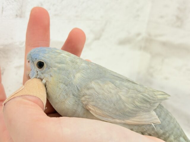 サザナミインコ