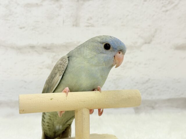 サザナミインコ
