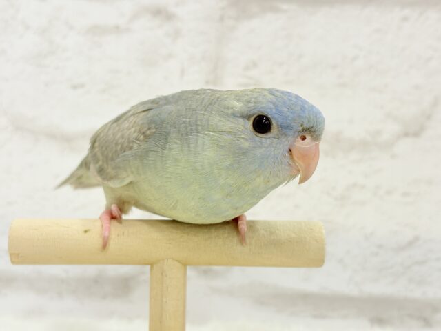 サザナミインコ