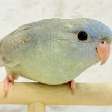 まんまるおめめのプリティフェイス♡サザナミインコ(ブルースパングル) ヒナ