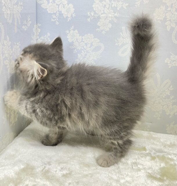 ブリティッシュロングヘアー