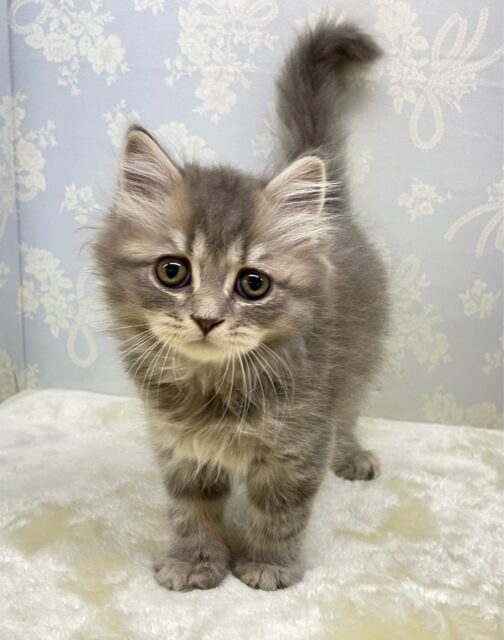 ブリティッシュロングヘアー