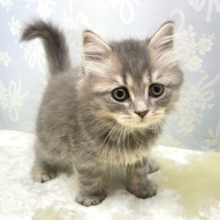 毛が長いタイプだよ😁ブリティッシュロングヘアー(ブルータビー)💙男の子💙2026年1月23日生まれ