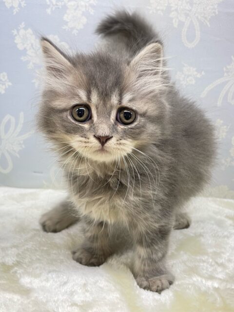 ブリティッシュロングヘアー