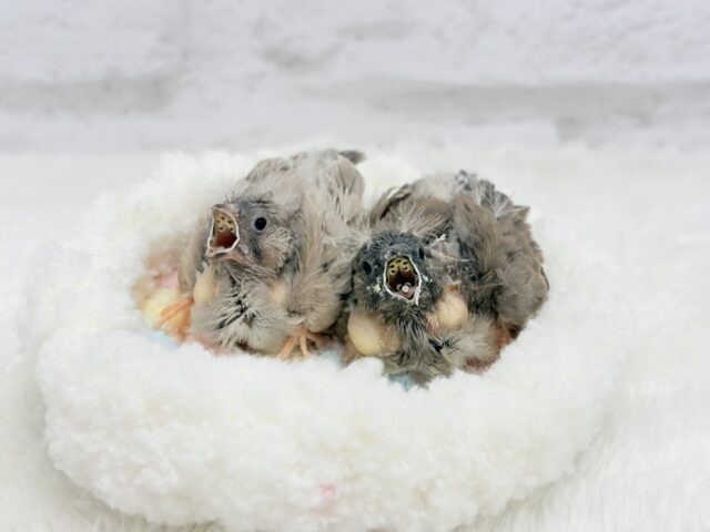 ジャンボキンカチョウ