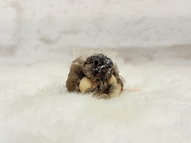 ジャンボキンカチョウ