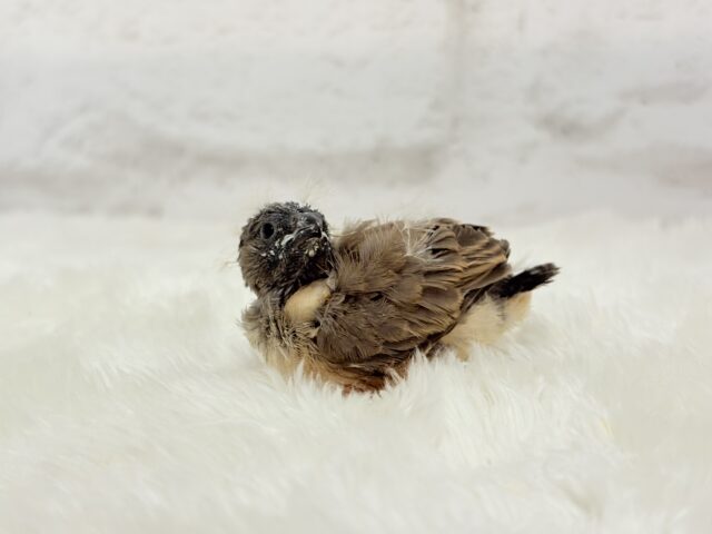 ジャンボキンカチョウ