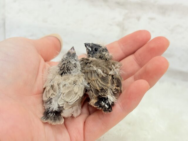 ジャンボキンカチョウ