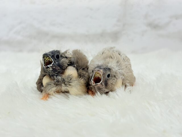 ジャンボキンカチョウ