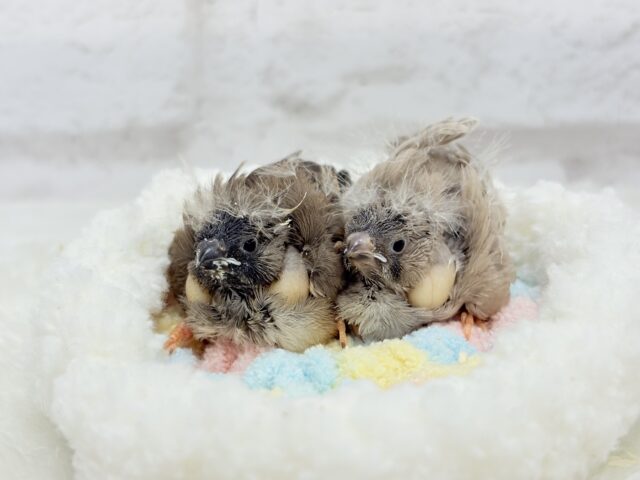 ジャンボキンカチョウ