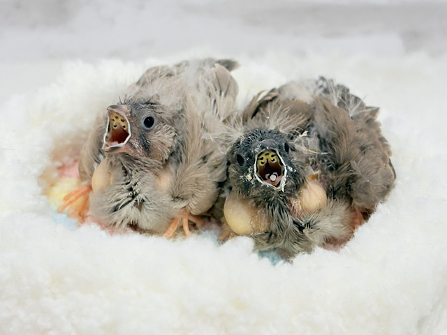 食欲旺盛‪☆ぱやぱやコンビ🐣💖ジャンボキンカチョウ ヒナ