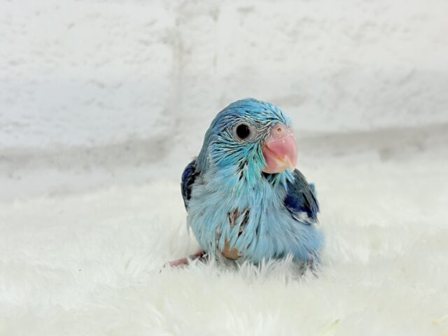 可愛いお顔の恐竜さん⋆͛🦕⋆マメルリハ(ブルー) 男の子 ヒナ マメルリハ