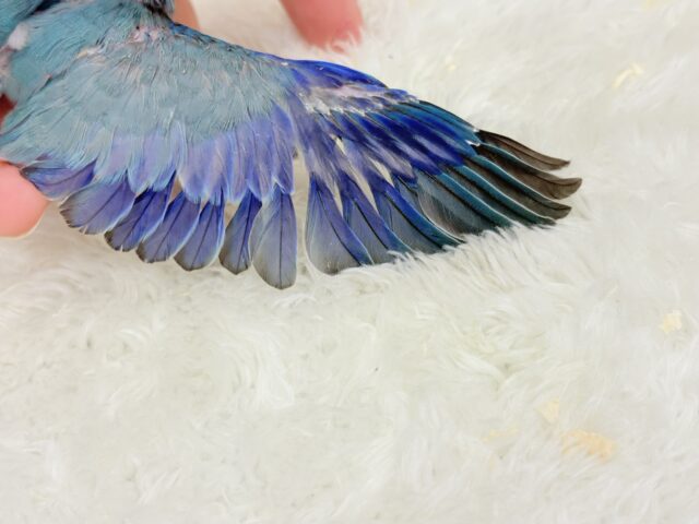 可愛いお顔の恐竜さん⋆͛🦕⋆マメルリハ(ブルー) 男の子 ヒナ マメルリハ