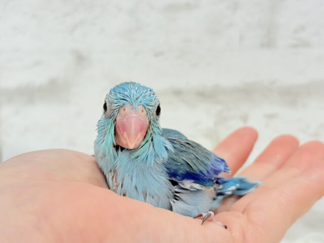 可愛いお顔の恐竜さん⋆͛🦕⋆マメルリハ(ブルー) 男の子 ヒナ マメルリハ