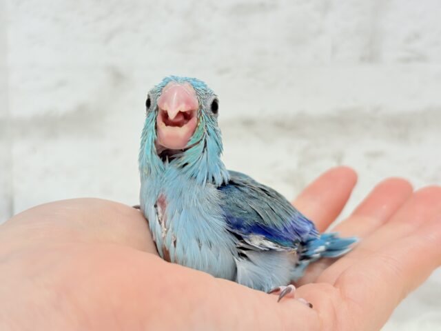 可愛いお顔の恐竜さん⋆͛🦕⋆マメルリハ(ブルー) 男の子 ヒナ マメルリハ