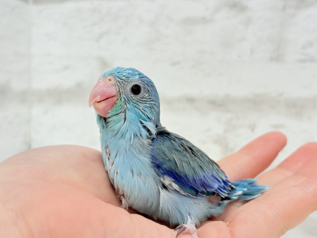 可愛いお顔の恐竜さん⋆͛🦕⋆マメルリハ(ブルー) 男の子 ヒナ マメルリハ