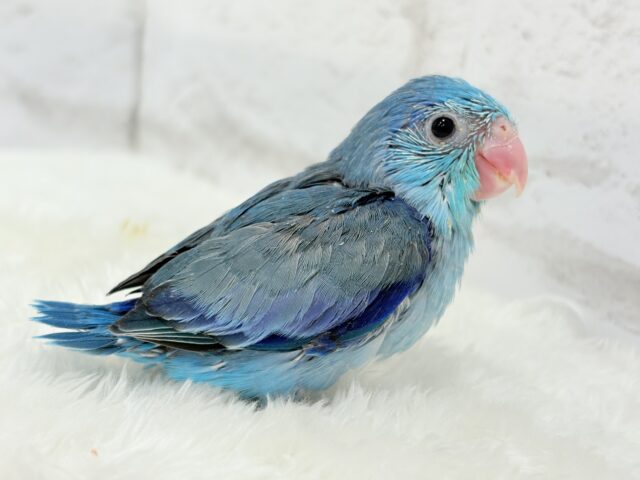 可愛いお顔の恐竜さん⋆͛🦕⋆マメルリハ(ブルー) 男の子 ヒナ マメルリハ