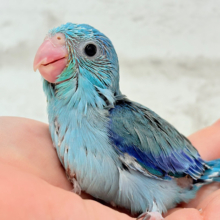 可愛いお顔の恐竜さん⋆͛🦕⋆マメルリハ(ブルー) 男の子 ヒナ