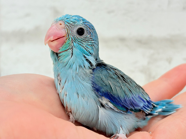 可愛いお顔の恐竜さん⋆͛🦕⋆マメルリハ(ブルー) 男の子 ヒナ 可愛いお顔の恐竜さん⋆͛🦕⋆マメルリハ(ブルー) 男の子 ヒナ