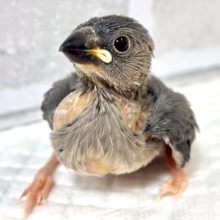 桜文鳥  🌸🍃✨.ﾟ･*