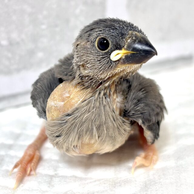 桜文鳥 🌸🍃✨.゚・* 桜文鳥