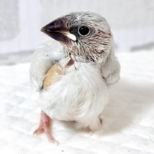 シルバー文鳥  🩶💠∗*ﾟ