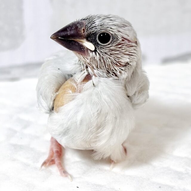 シルバー文鳥 🩶💠∗*ﾟ