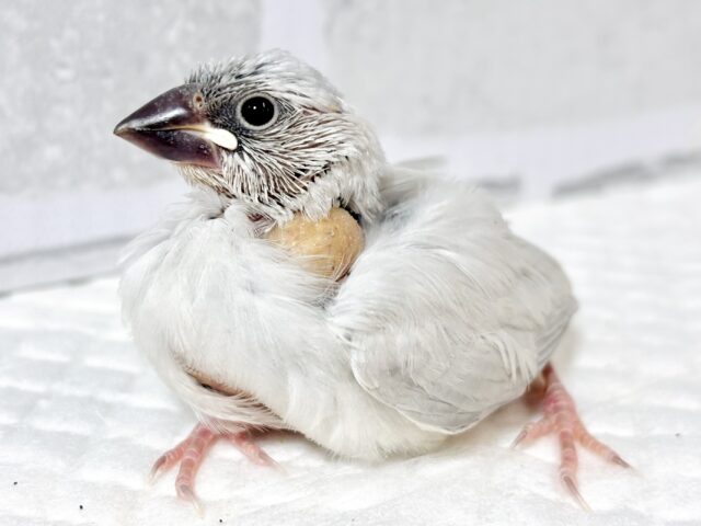 シルバー文鳥 🩶💠∗*゚ シルバー文鳥