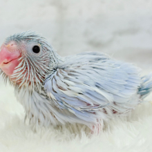 淡々🫧癒しのアイスブルー🩵マメルリハ(アメリカンホワイトパイド) 男の子 ヒナ