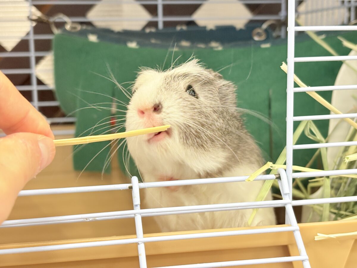 クレステッドモルモット