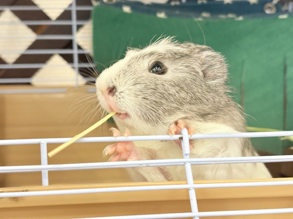 クレステッドモルモット
