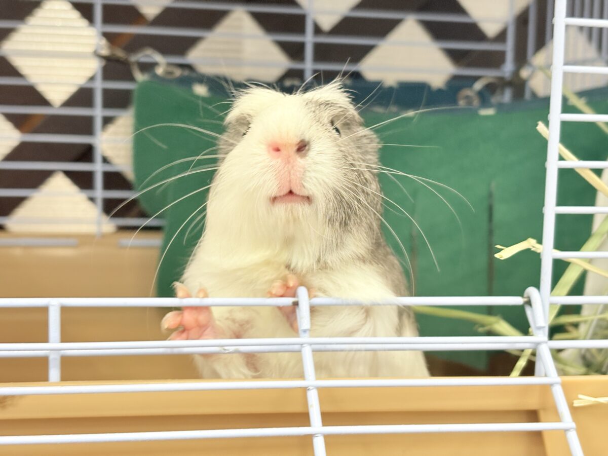 クレステッドモルモット