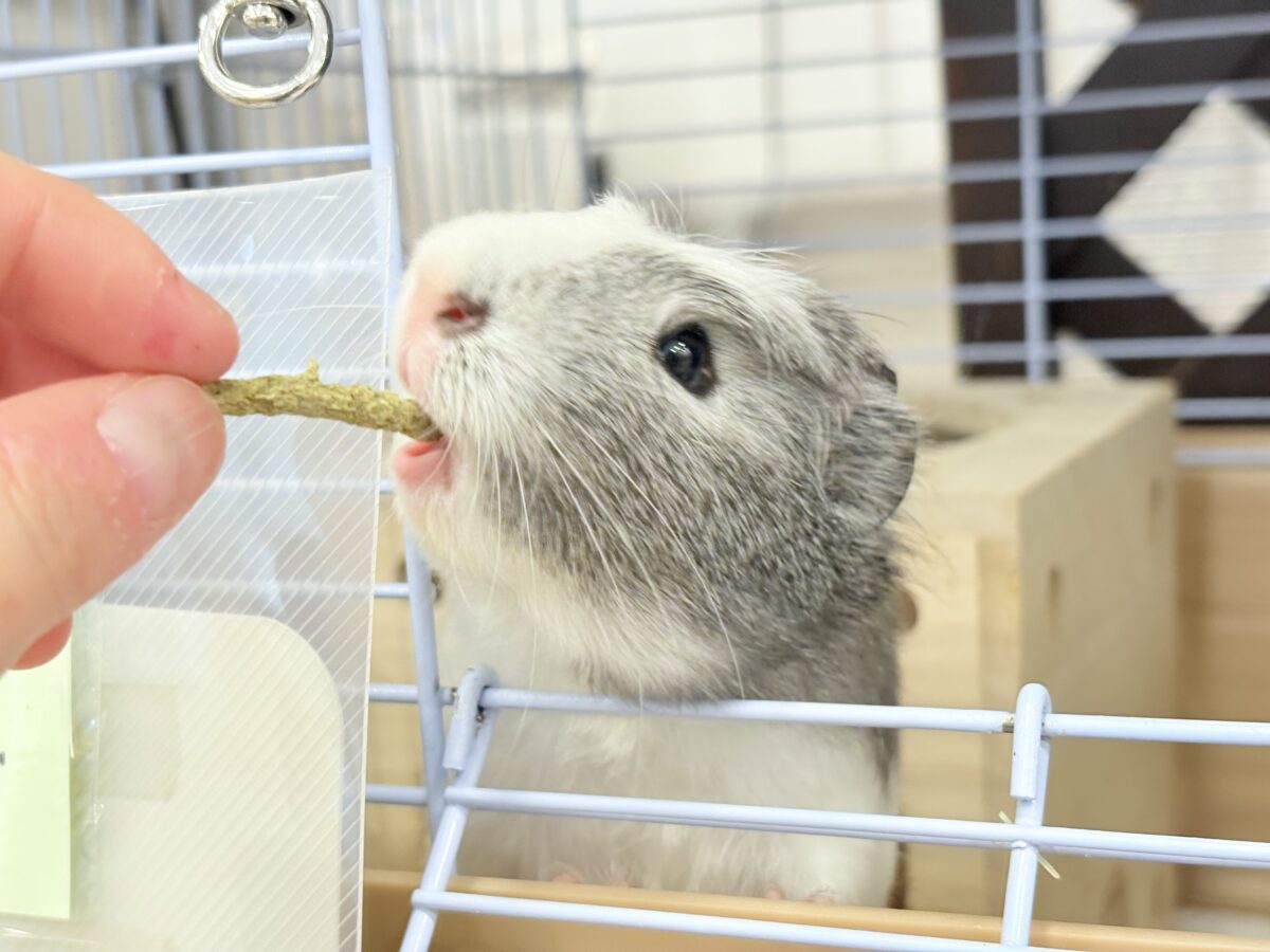 クレステッドモルモット