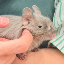 遊ぼうアピールが止まらないっ♬*°デグー(バイオレットシナモン) 女の子