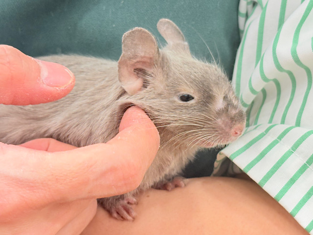 遊ぼうアピールが止まらないっ♬*°デグー(バイオレットシナモン) 女の子
