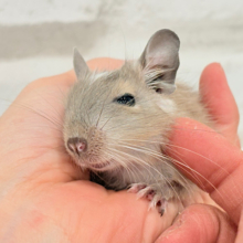 おでこの模様がトレードマーク🪅デグー(ブルーパイド) 女の子