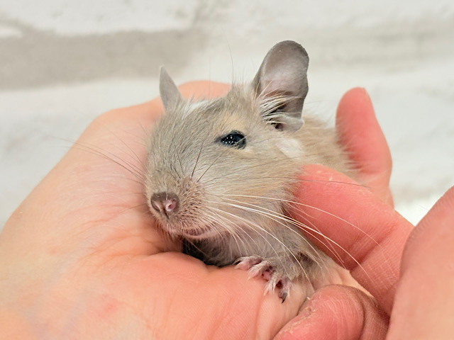 おでこの模様がトレードマーク🪅デグー(ブルーパイド) 女の子