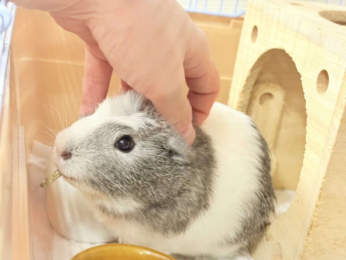 クレステッドモルモット