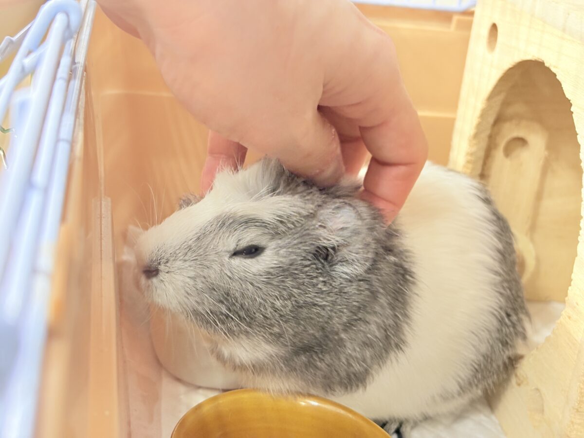 クレステッドモルモット