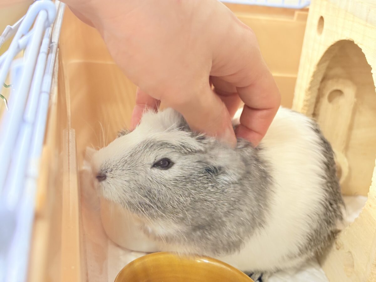 クレステッドモルモット