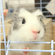 【最新画像更新🪄】僕にはかっこいい王冠があるんだ🐹👑✨クレステッドモルモット(男の子)