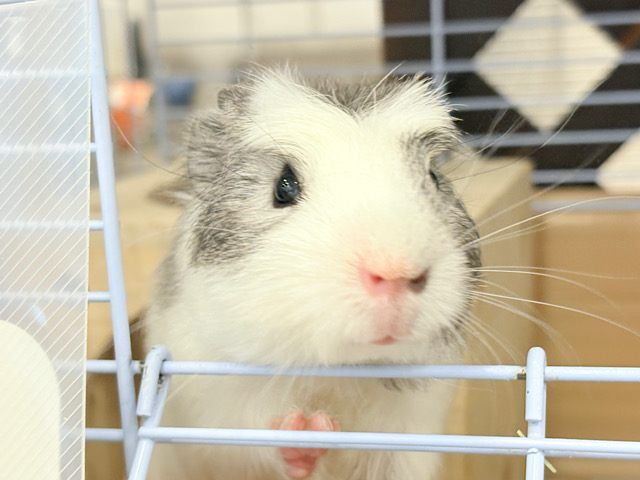 【最新画像更新🪄】僕にはかっこいい王冠があるんだ🐹👑✨クレステッドモルモット(男の子)