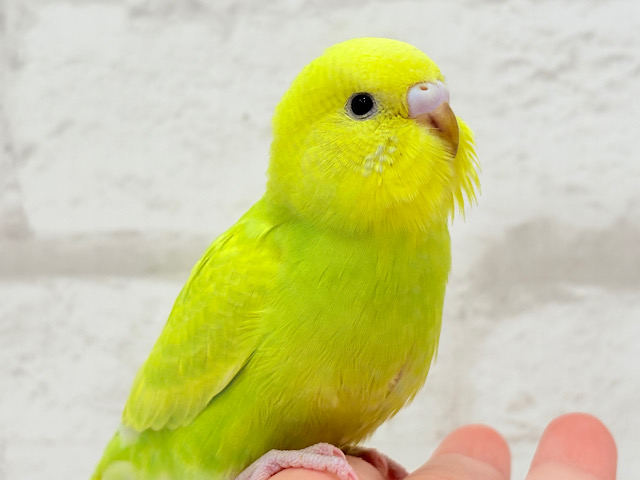 【最新画像・動画更新🪄】キラキラおめめに映る世界🐣🌎💫セキセイインコ(スパングル) ヒナ